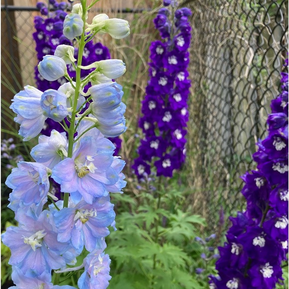 Meet your Posher, Janet - Picture 2 of 2